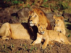 African Lions, Masai Mara, Kenya